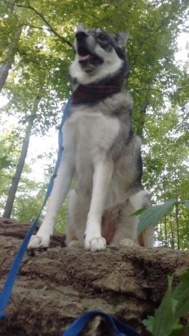 I Am the King of the Castle!